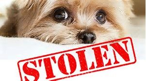 Ten Thoughtful Tips to Thwart Pet Theft